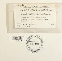 Tetraphis pellucida image