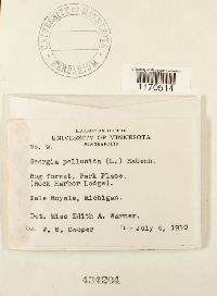 Tetraphis pellucida image