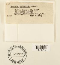 Tetraphis pellucida image