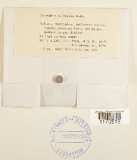 Tetraphis pellucida image