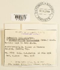 Tetraphis pellucida image