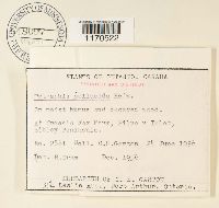 Tetraphis pellucida image