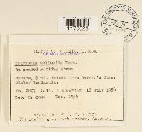 Tetraphis pellucida image