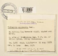 Tetraphis pellucida image