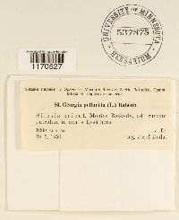 Tetraphis pellucida image