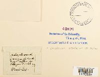 Media resource of Tetrodontium brownianum