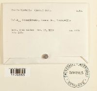 Thelia hirtella image