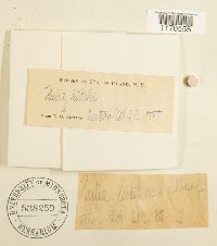 Thelia hirtella image