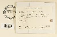 Thelia hirtella image