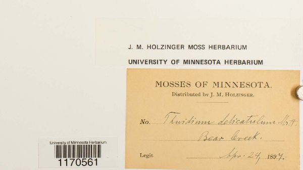 Thuidium delicatulum image