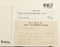 Thuidium delicatulum image