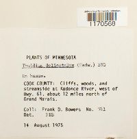 Thuidium delicatulum image