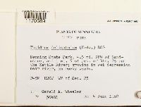 Thuidium delicatulum image