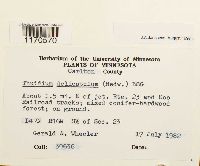 Thuidium delicatulum image