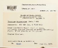 Thuidium delicatulum image