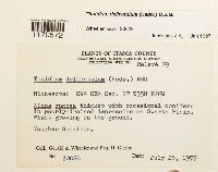 Thuidium delicatulum image