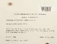 Thuidium delicatulum image