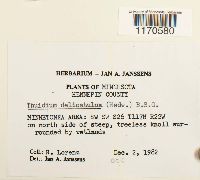 Thuidium delicatulum image