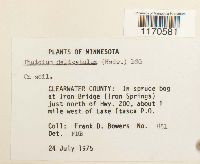 Thuidium delicatulum image