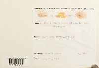 Thuidium delicatulum image