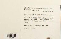 Thuidium delicatulum image