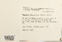 Thuidium delicatulum image