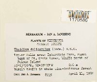 Thuidium delicatulum image