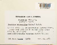 Thuidium delicatulum image