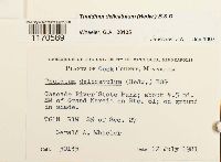 Thuidium delicatulum image