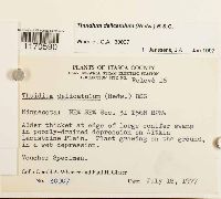 Thuidium delicatulum image