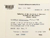 Thuidium delicatulum image