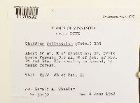 Thuidium delicatulum image