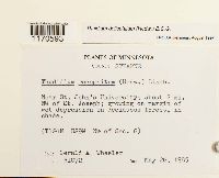 Thuidium delicatulum image