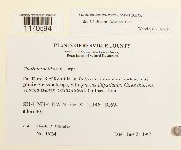 Thuidium delicatulum image