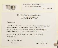 Thuidium delicatulum image