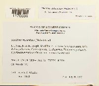 Thuidium delicatulum image