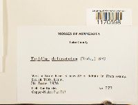 Thuidium delicatulum image