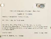 Thuidium recognitum image