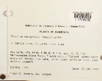 Thuidium recognitum image