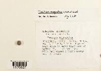 Thuidium recognitum image