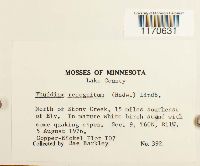 Thuidium recognitum image