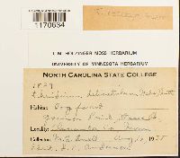 Thuidium recognitum image