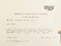 Thuidium recognitum image