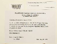 Thuidium recognitum image