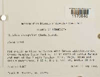 Thuidium recognitum image