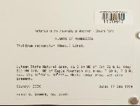 Thuidium recognitum image