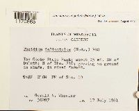 Thuidium recognitum image