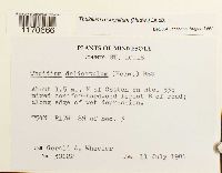 Thuidium recognitum image