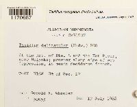 Thuidium recognitum image