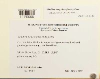 Thuidium recognitum image